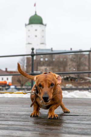 A Miniature Dachshund red wiener dog is standing in front of a tower.の写真素材