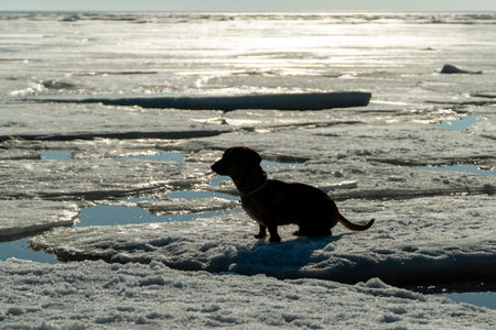 red wiener dog dachshund on the ice of Lake Baikal in winter at sunset