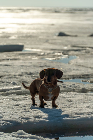 A Miniature red wiener dog dachshund standing in a frozen lake.の写真素材