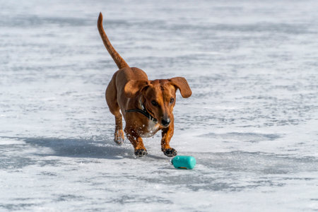 Dachshund red wiener dog running on the ice with a toy in his teethの写真素材
