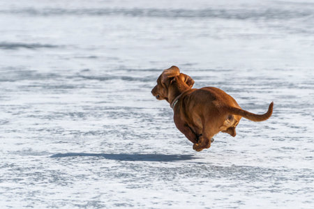 dachshund dog running on frozen lake in winter.