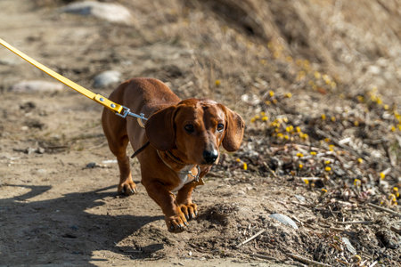 Dachshund dog running in the spring on a leash.の写真素材