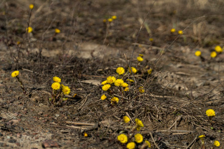 Coltsfoot (Tussilago farfara) in spring.