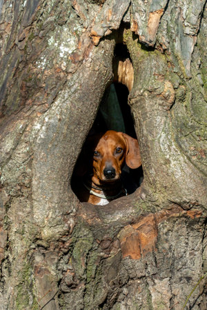Portrait of a purebred dachshund in a tree holeの写真素材