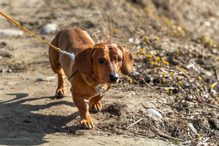 Dachshund dog on a walk in the park. Selective focusの写真素材