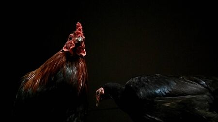 Macho Rooster and Polite Henの写真素材