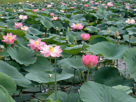 Far East blooming flower of wisdom - Lotusの写真素材
