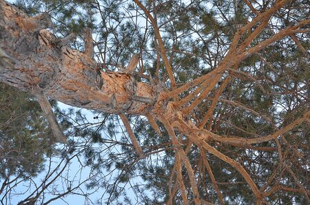 the trunk of a tree growing in a city Park