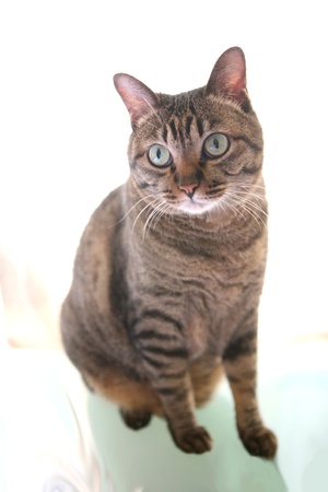 cat eyeの写真素材