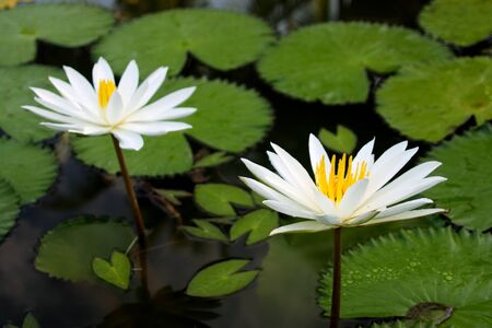 Lotusの写真素材