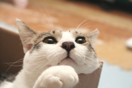 Kitty hide in a box looking upの写真素材