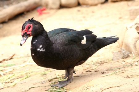 Black duck with red face walking on yellow mud.の写真素材