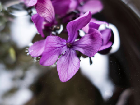 Violet flower on the water macro, summer, sun