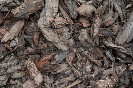 Close up view of old wood bark texture background. Selective focus.