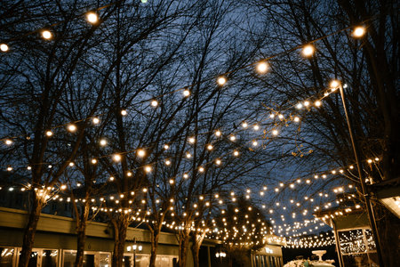 Outdoor String Lights Twinkling in Tree Canopy at Night