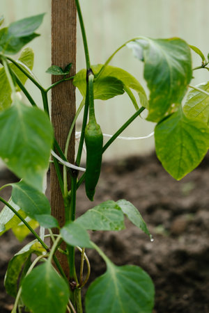 Green Pepper Growing on Plant in Home Garden