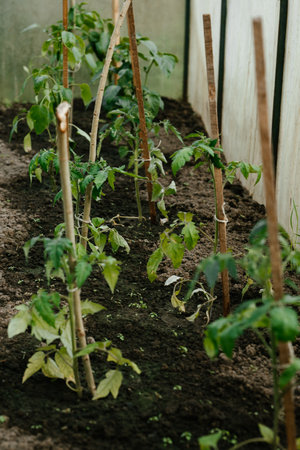 Tomato Plants Growing in a Greenhouseの写真素材