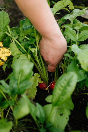 Hand Harvesting Fresh Radishes in a Garden