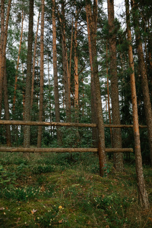 Tranquil Forest Scene with Rustic Wooden Fence