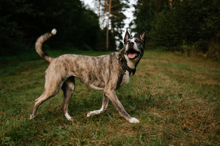 Energetic Dog Walking in Forest Pathの写真素材