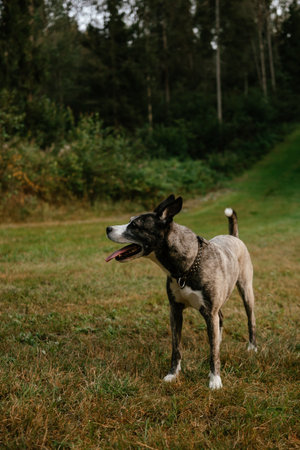 Alert Dog Standing in Forest Clearingの写真素材