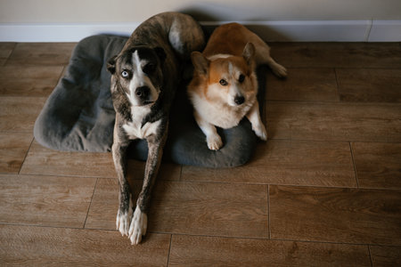Two Dogs Relaxing on Wooden Floorの写真素材