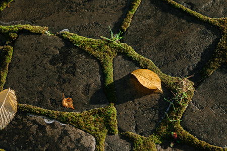 Autumn Leaves on Mossy Pavement Highlight Natures Beauty