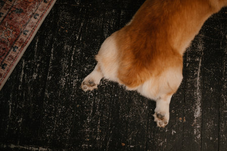Corgi Relaxing on Dark Wooden Floorの写真素材