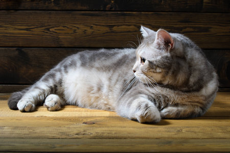 portrait of a Scottish cat on a dark wooden backgroundの写真素材