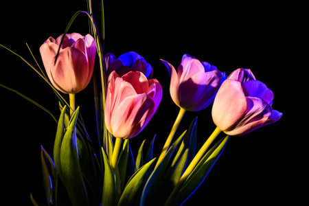 colorful bouquet of fresh spring tulip flowersの写真素材