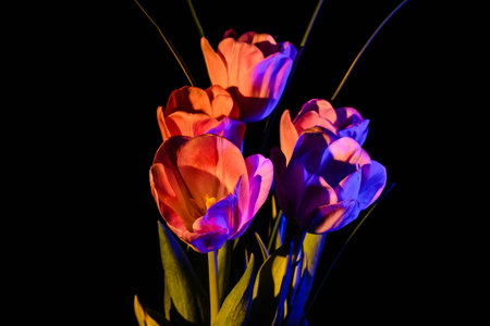 colorful bouquet of fresh spring tulip flowersの写真素材