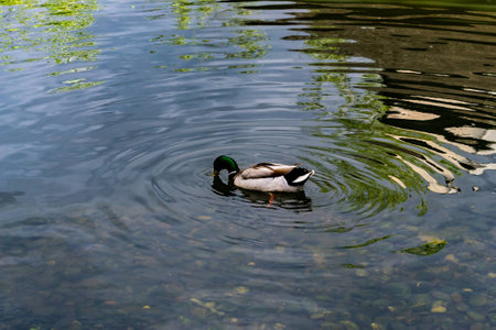 Ducks swim in the water at the zoo 4K