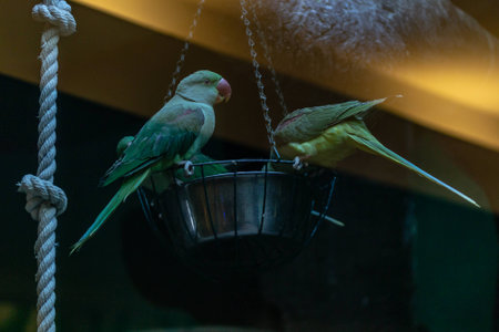 Parrots sit on the trough at the zooの写真素材