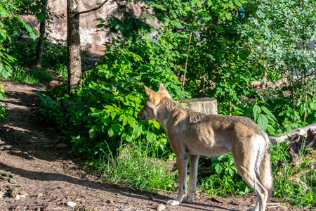 Gray wolf in the zoo. The wolf whose moultの写真素材