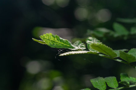 Leaves of plants in a close-up forestの写真素材