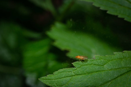 Fly on the leaves in the forest