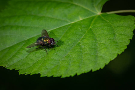 Fly on the leaves in the forestの写真素材