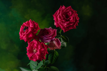 Macro photo for bee on a red rose flower
