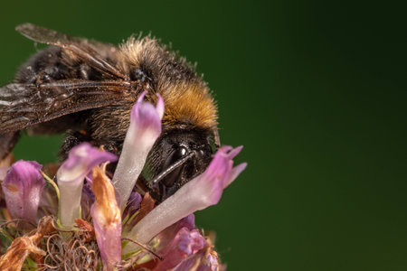 Bee on clover flower close-up Macroの写真素材