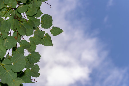 Leaves against the blue sky close-up