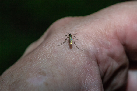 Mosquito sits on the handの写真素材