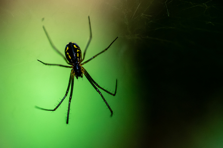 Spider on a web close-up