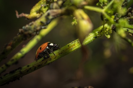 Ladybug close-up on a flower plant, with a blurred backgroundの写真素材