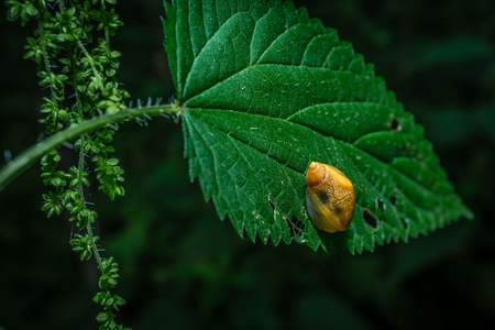 Snail on a plant