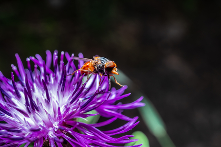 Fly close-up on plant macro photoの写真素材