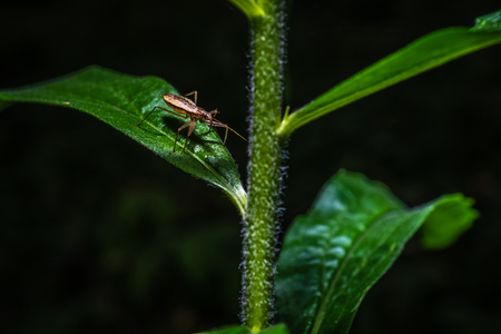 Insect on a plantの写真素材
