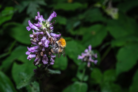 Bee closeup on a macro flower macroの写真素材