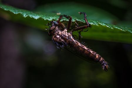 The fly attacked the night butterflyの写真素材