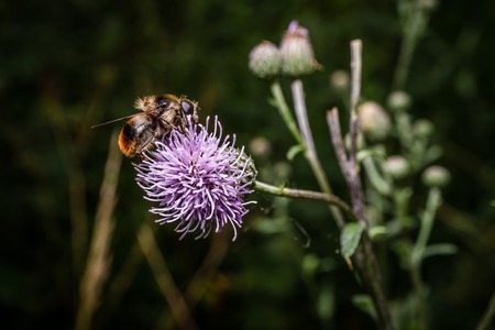 Bee closeup on a macro flower macroの写真素材