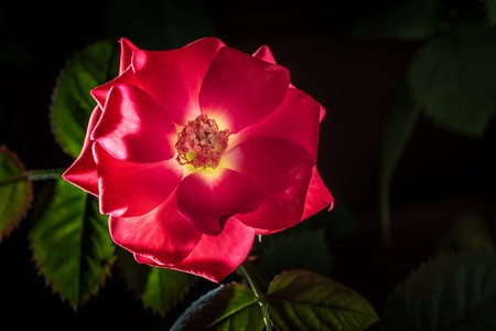 A flower of a red rose. Macro photoの写真素材